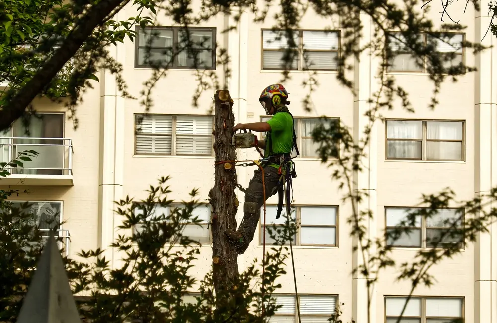 Tree Care Company in International Falls, MN