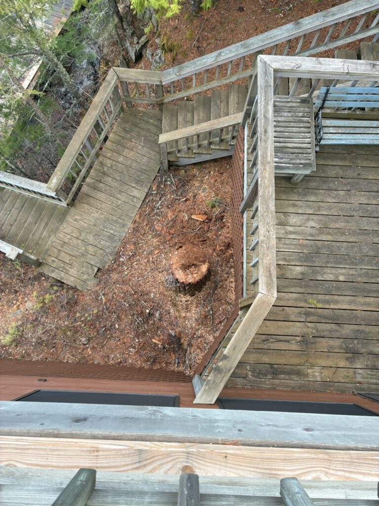 Dead Tree After