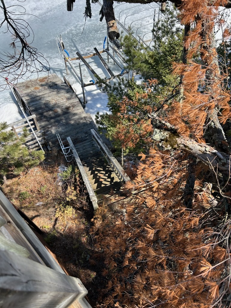 Dead Tree Before