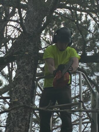 Todd Tree Trimming